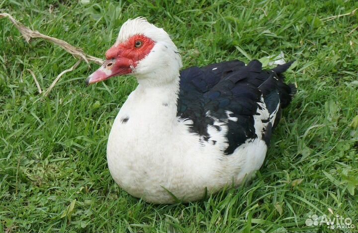 Мускусные утки Селезни Инкубационное яйцо