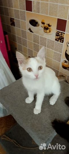 Кошечка в добрые руки)