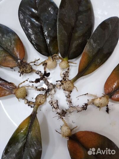 Замиокулькас сорт Черный ворон