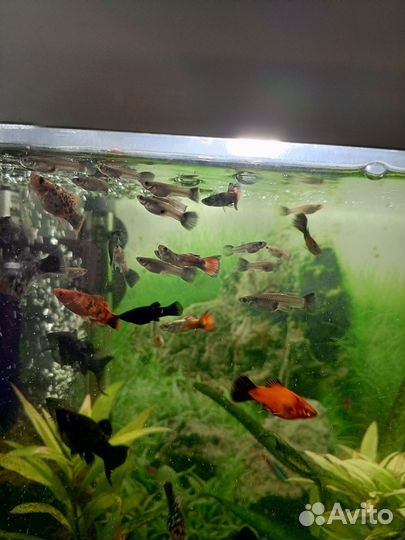 Рыбки гуппи