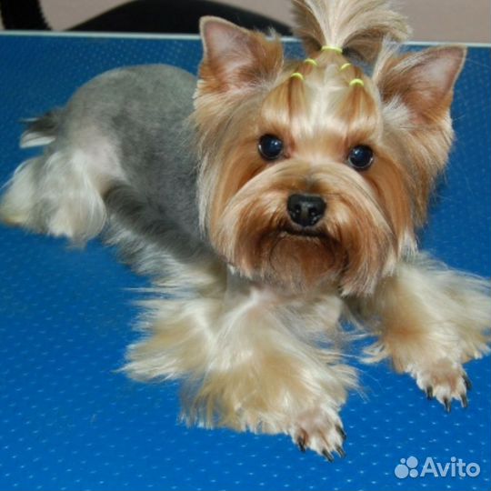 Груминг с выездом на дом. юао