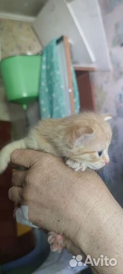 Домашние животные котята бесплатно