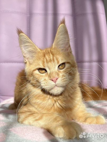 Котята мейн-кун