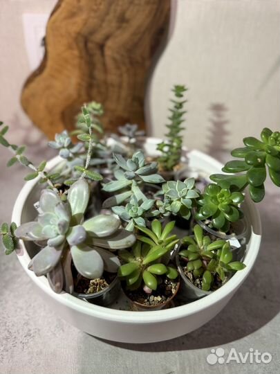 Садик из суккулентов