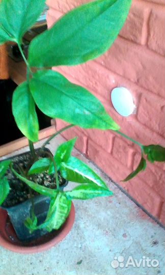 Домашние цветы