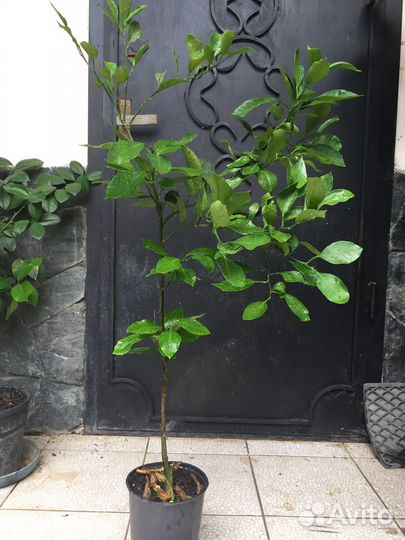 Апельсин дерево Вашингтон тонкокорый сладкий