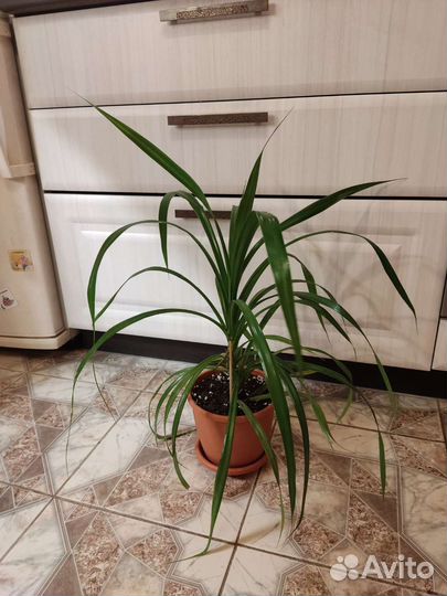 Растения комнатные