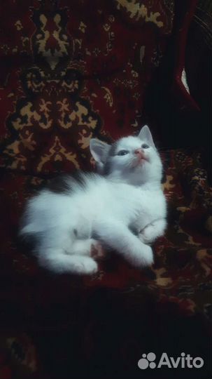 Котенок в добрые руки бесплатно