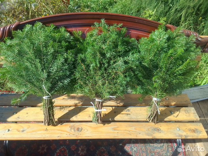 Можжевельник,пихта