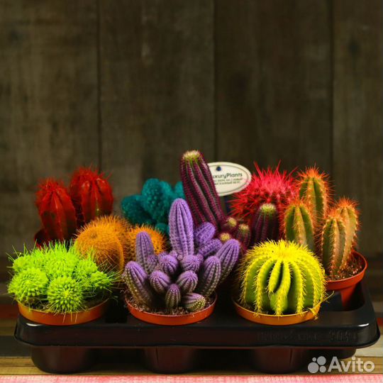 Кактус цветной микс D10