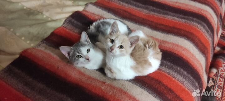 Котята мальчики, 3 мес