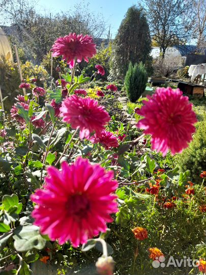 Цветы садовые