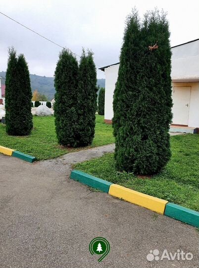 Туя Колумна крупномер из своего питомника