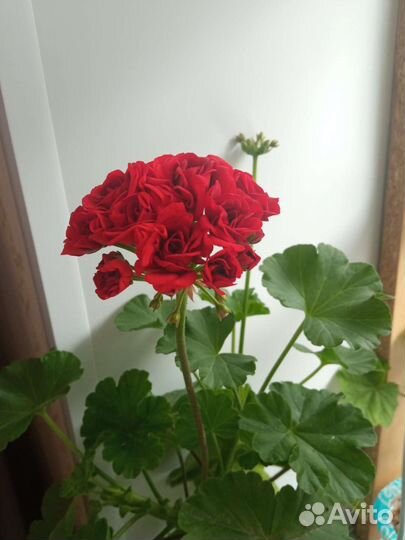 Герань розебудная