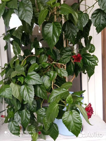 Гибискус китайская роза