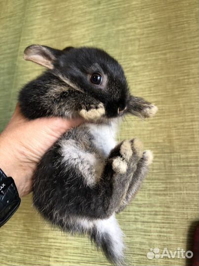 Карликовые крольчата1-1,5 мес
