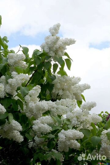 Сирень белая