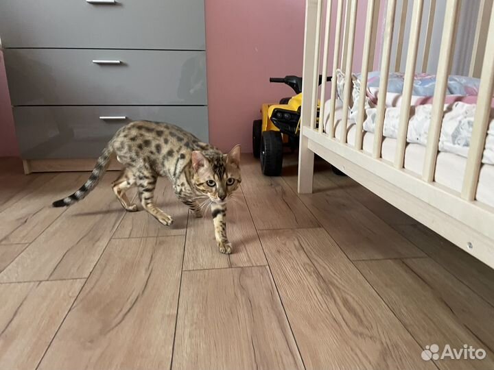 Бенгальский кот
