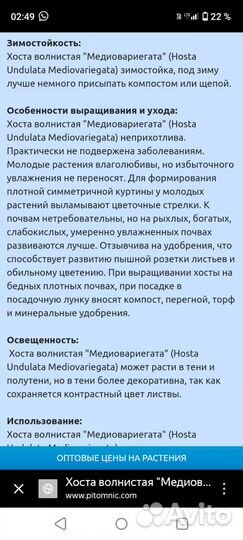 Хоста волнистая Медиовариегата