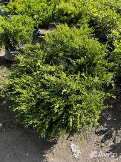 Можжевельник из питомника с доставкой