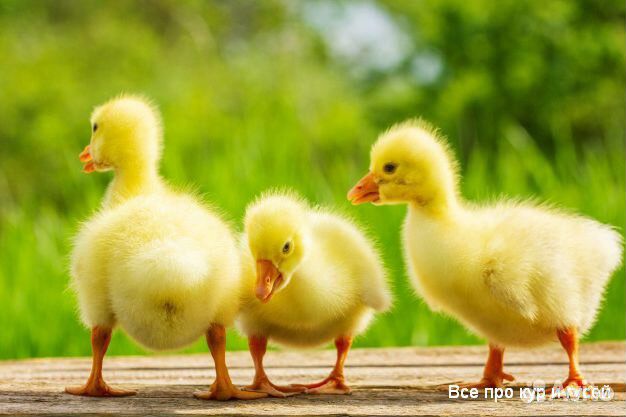 Мулард, гусь, утка и другая С/Х птица