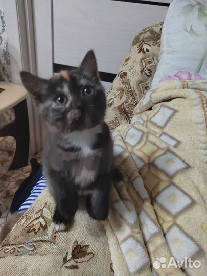 Черепаховая красавица