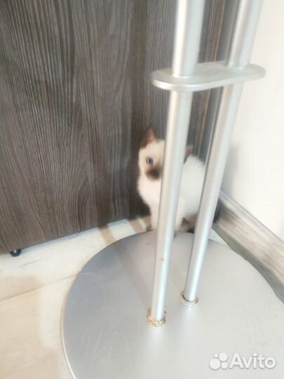 Тайские котята