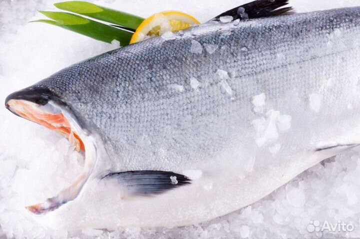 Сёмга лосось