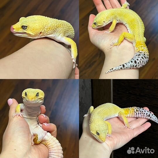 Взрослый самец эублефар