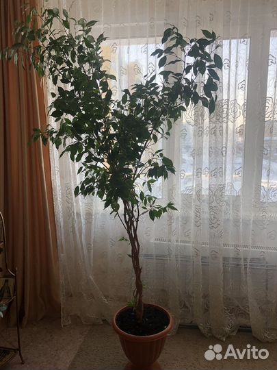 Фикус бенджамина