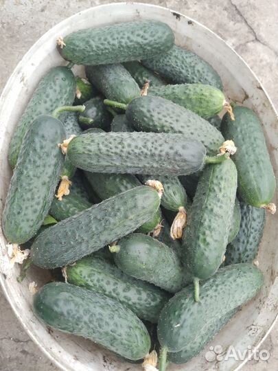 Огурцы свежие домашние