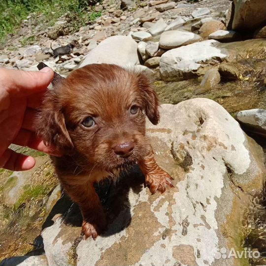 Щенок миниатюрной собачки