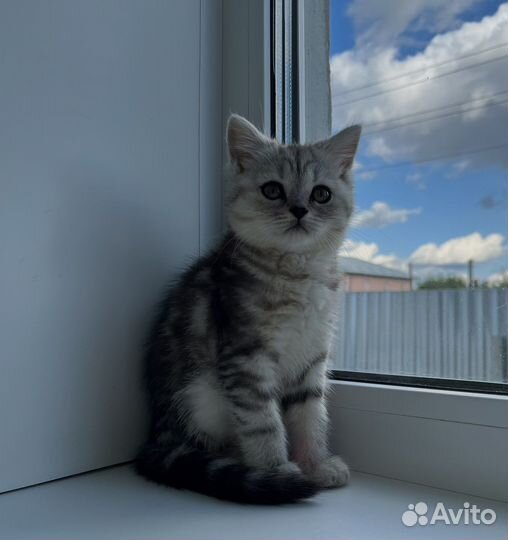 Шотландские котята