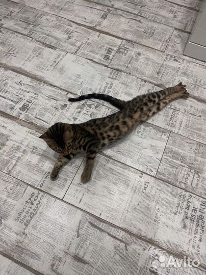 Бенгальская