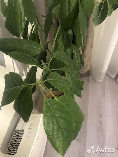 Авокадо растение