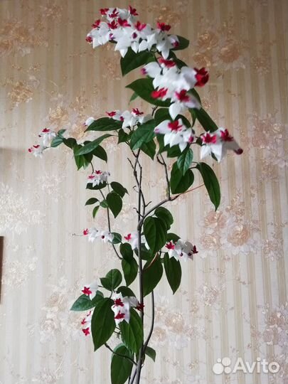 Клеродендрум Томсона