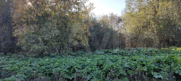 Участок 65,6 сот. (ИЖС)