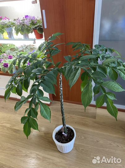 Аморфофаллус