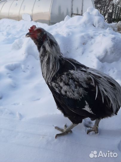 Петух порода Араукан