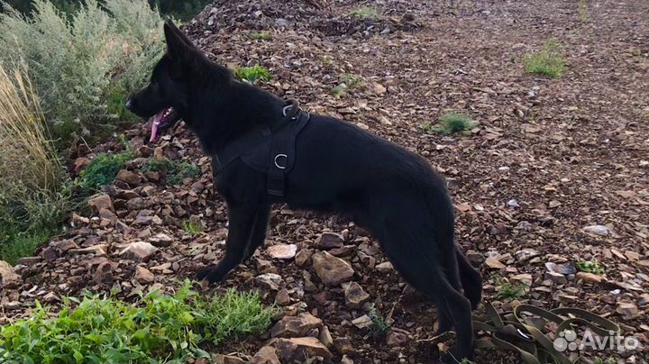 Собака кобель (Вязка)