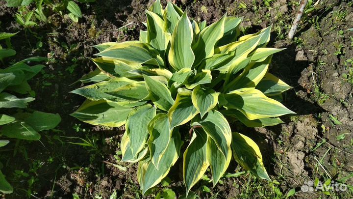 Хосты пестролистных сортов