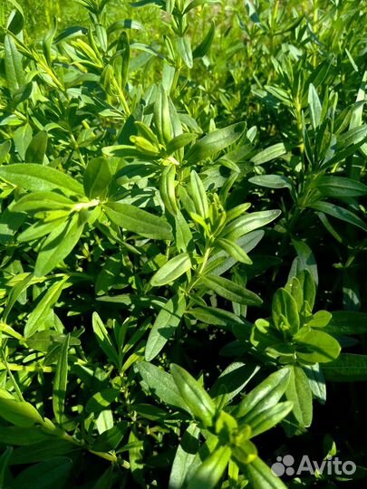 Пустырник,иссоп, шалфей