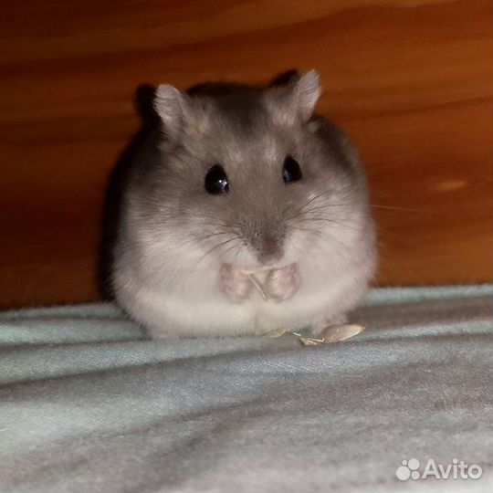 Хомяк с клеткой