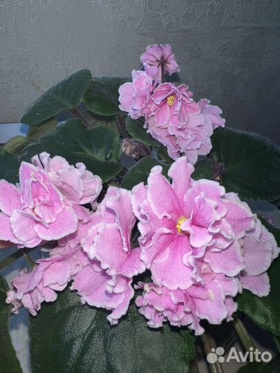 Детки Фиалки ек-Любаша