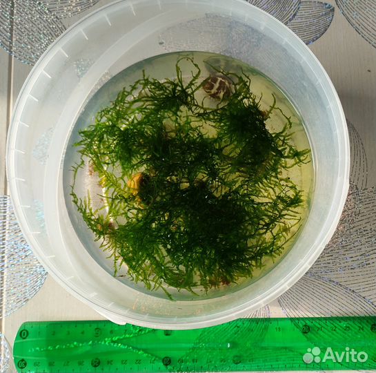 Мох и папоротник для аквариума