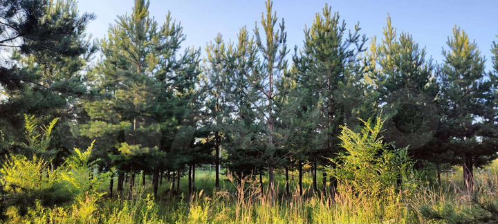 Участок 17 сот. (ИЖС)