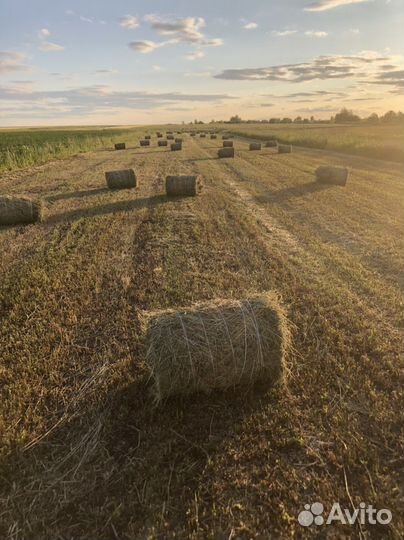 Сено люцерна и луговое