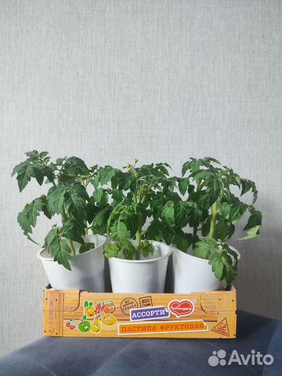 Рассада помидор черри