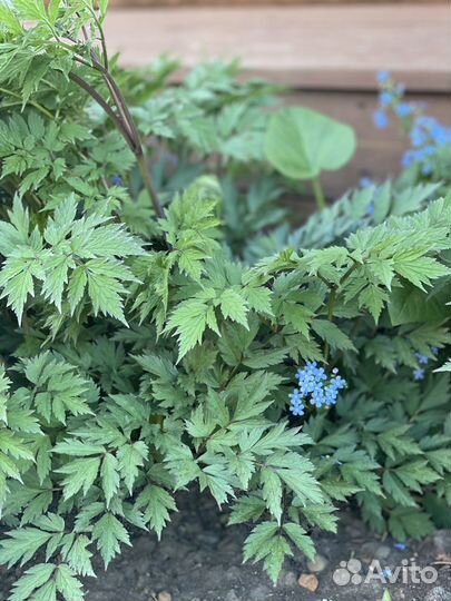 Клопогон многолетнее тенелюбивое растение