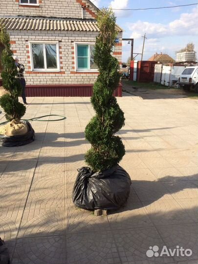 Туя спираль, 2,1-2,2м